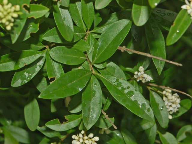 Un arbusto fiorito - Ligustrum cfr. vulgare